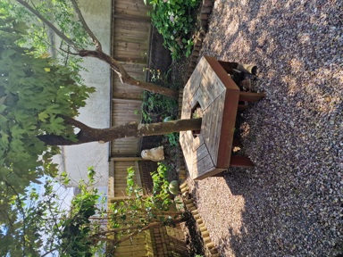 Garden at Hazeldene with a wooden picnic table, mature tree and hedgehog ornament on gravel