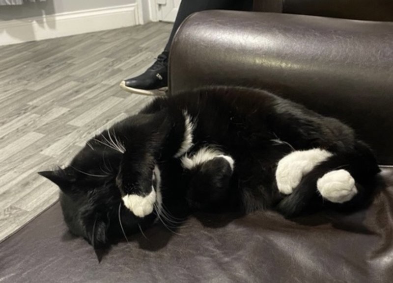 Black-and-white cat resting on a brown leather sofa at Manor Lodge