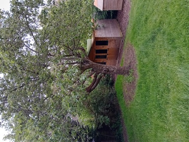Rear garden at Eynesbury House with a lawn, a mature apple tree and timber garden sheds
