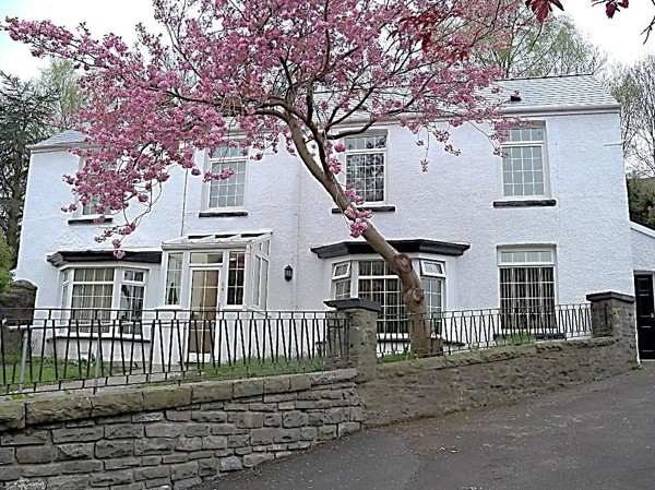 Front exterior of Gelli Ceirios, a white-rendered house with bay windows behind a stone wall and a pink blossom tree